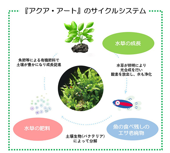 「アクア・アート」のサイクルシステム。水草が照明により光合成を行い、酸素を放出し、水も浄化する。それにより魚の食べ残しののエサ老廃物が発生。土壌生物(バクテリア)によって分解。それにより水草の肥料が発生。魚肥による有機肥料で土壌が豊かになり成長促進。それにより水草の成長が行われるサイクルとなる。